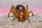 Jerusalem Cricket