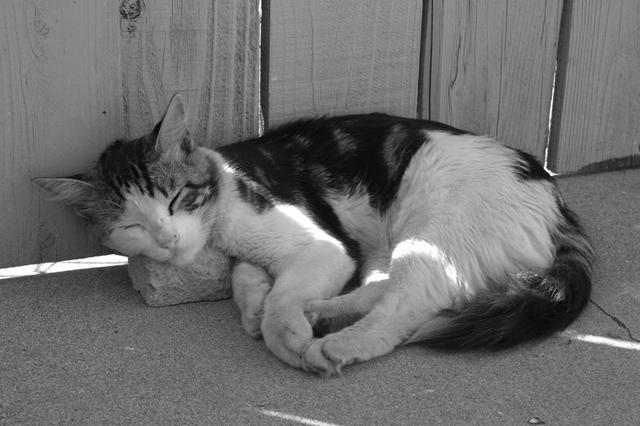 Being homeless sucks.  Please feed a stray kitten.